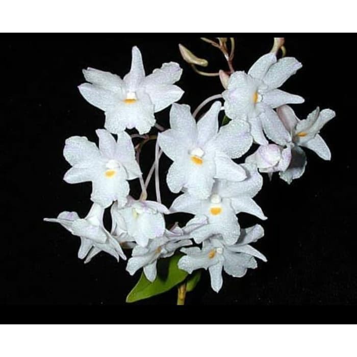 Anggrek dendrobium mutabile Species