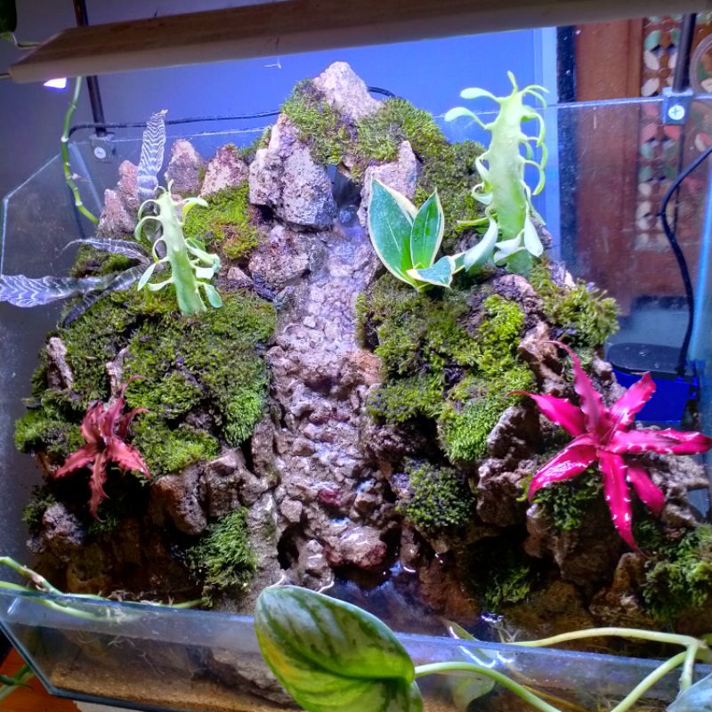 paludarium waterfall