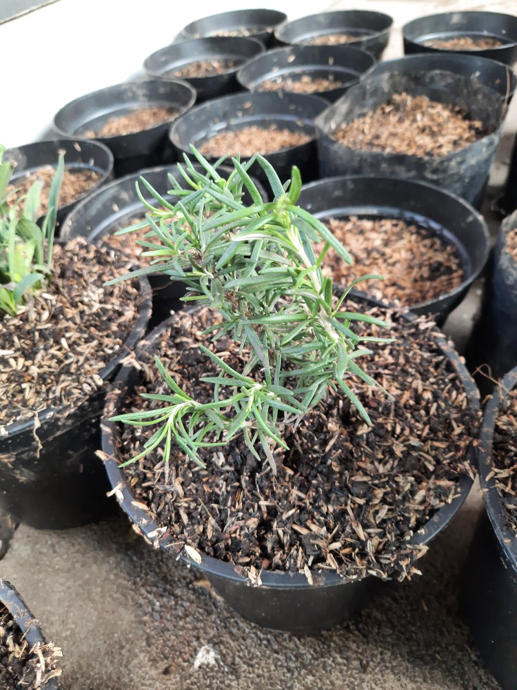 Tanaman Rosemary ( Dapat Di Kosumsi )