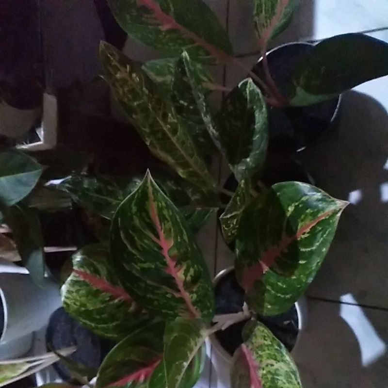 aglonema bigpapa, Gatotkaca, donacarmen