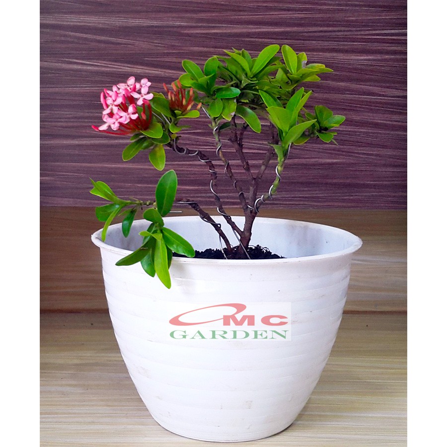 Tanaman Hias Bonsai Mame Soka Mini Asoka Jepang Ixora Pink Jambon Merah Muda B-SMP-003