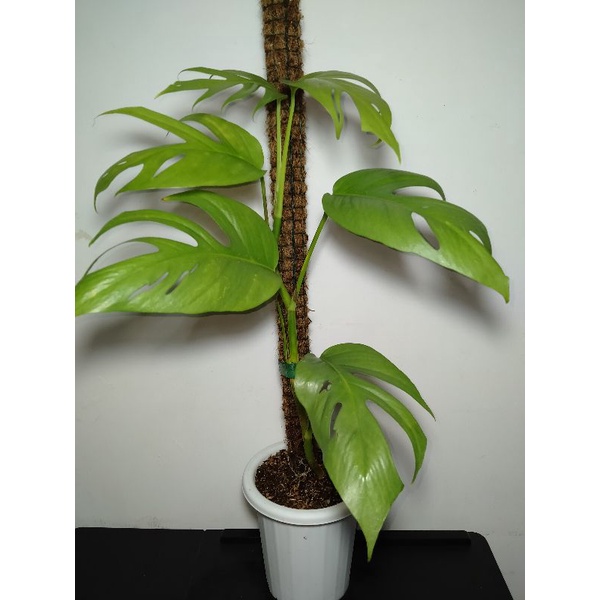 Epipremnum cebu blue F1