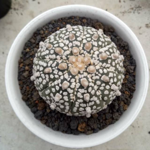 Kaktus asterias super kabuto