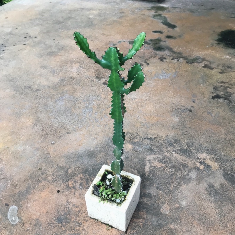 TANAMAN KAKTUS EUPHORBIA TRIGONA KAKTUS TULANG HIJAU -50CM