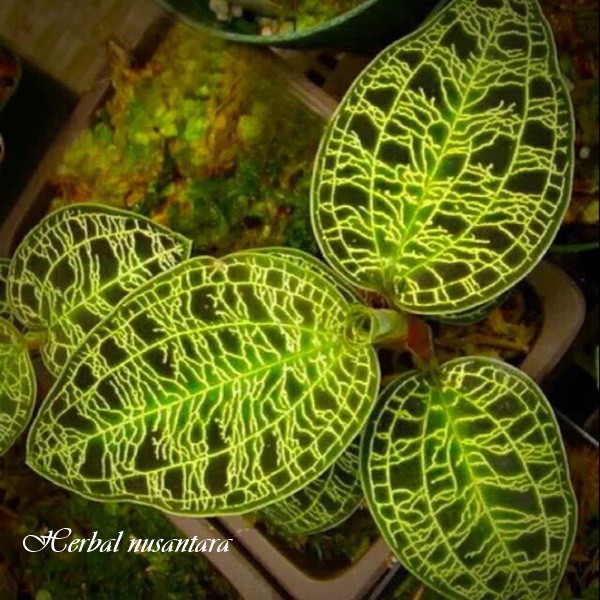 Kiaksara - tanaman mini mnyala dengan sinar - mecodes petola - jewel orchid serat emas