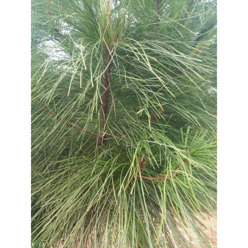 

daun pinus segar 500gr