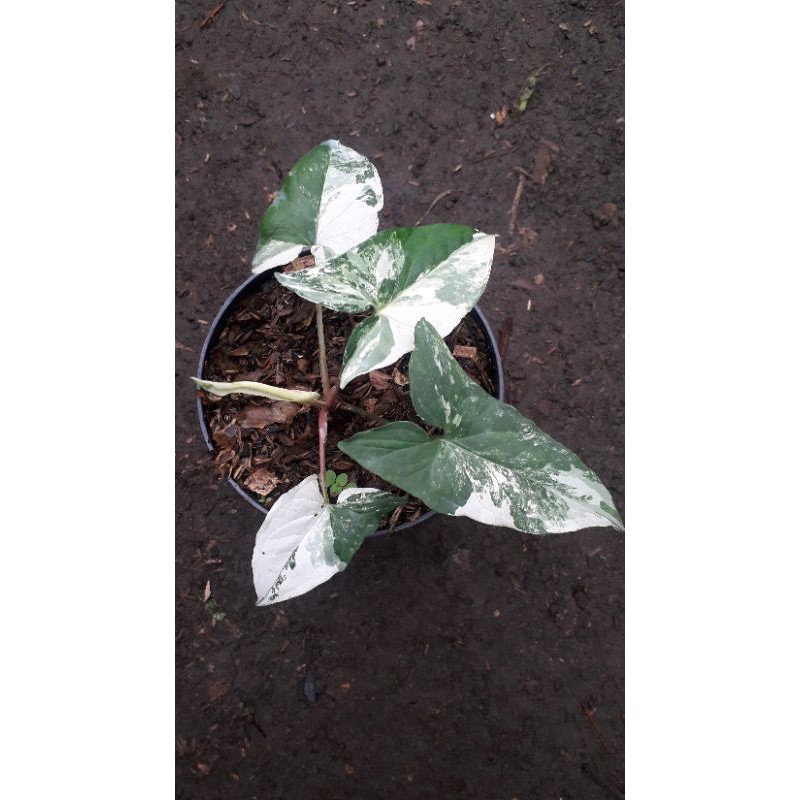 syngonium albo variegata