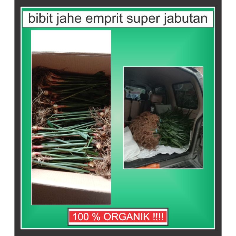 Bibit Jahe Emprit