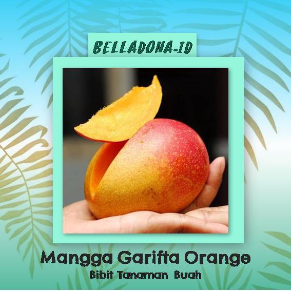

Bibit Tanaman Buah Mangga Garifta Orange 60cm
