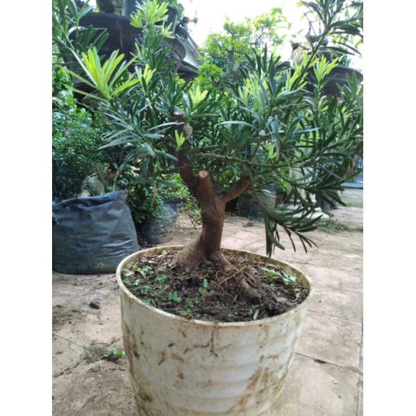 Bahan bonsai lohansung micro