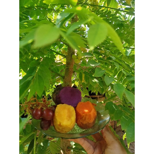 

ubi celembu 3 macam 1 kg
