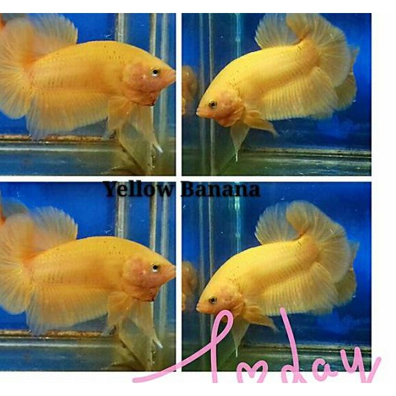 New F 1 Ikan Cupang Hias Kuning Yellow Banana Hiasan Aquarium No