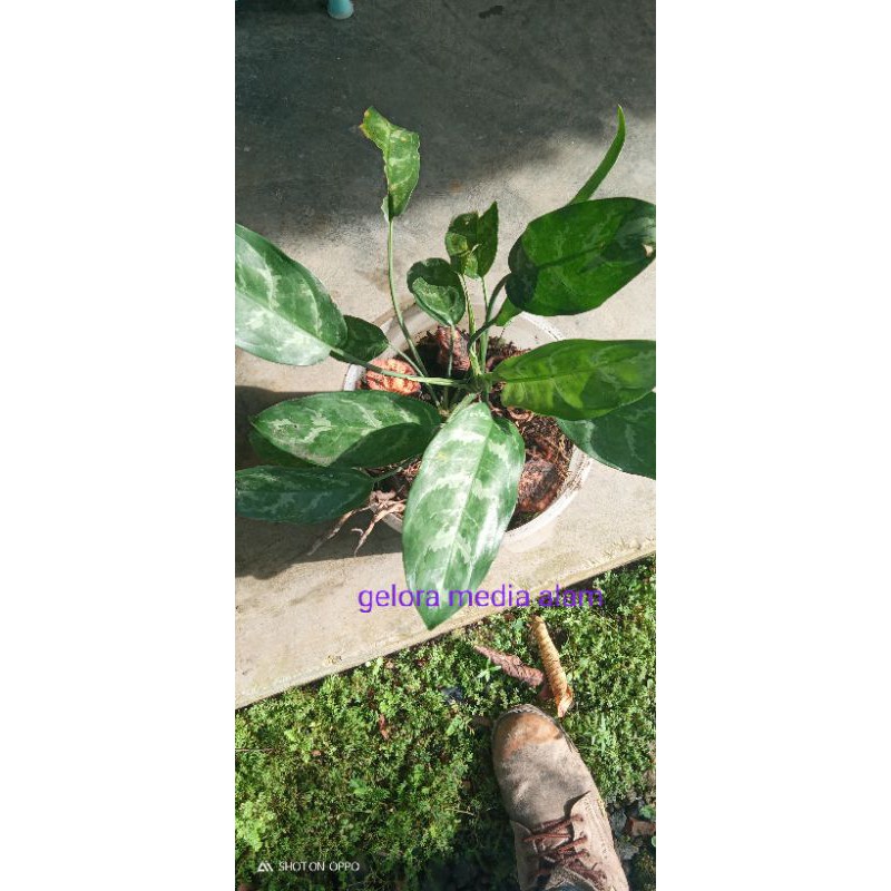 tanaman syngodium menalandi