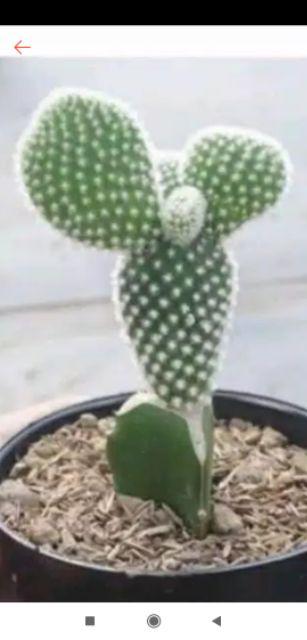 Kaktus Micky Mouse + Pot