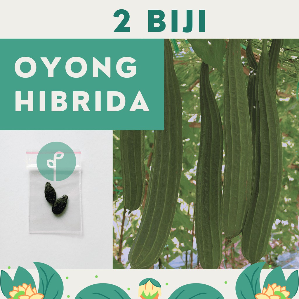 Bibit Sayuran Benih Sayur Paket Lengkap Hidroponik Kangkung Bayam Cabe Sawi Selada Terong Tomat dll-OYONG