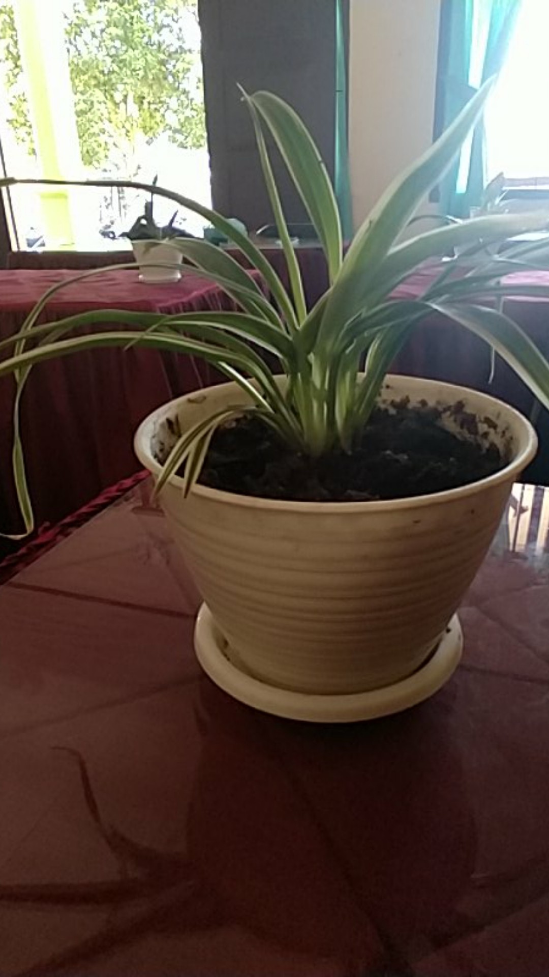 Bibit Tanaman Bunga Mawar Mini Pink I Babyrose Pink