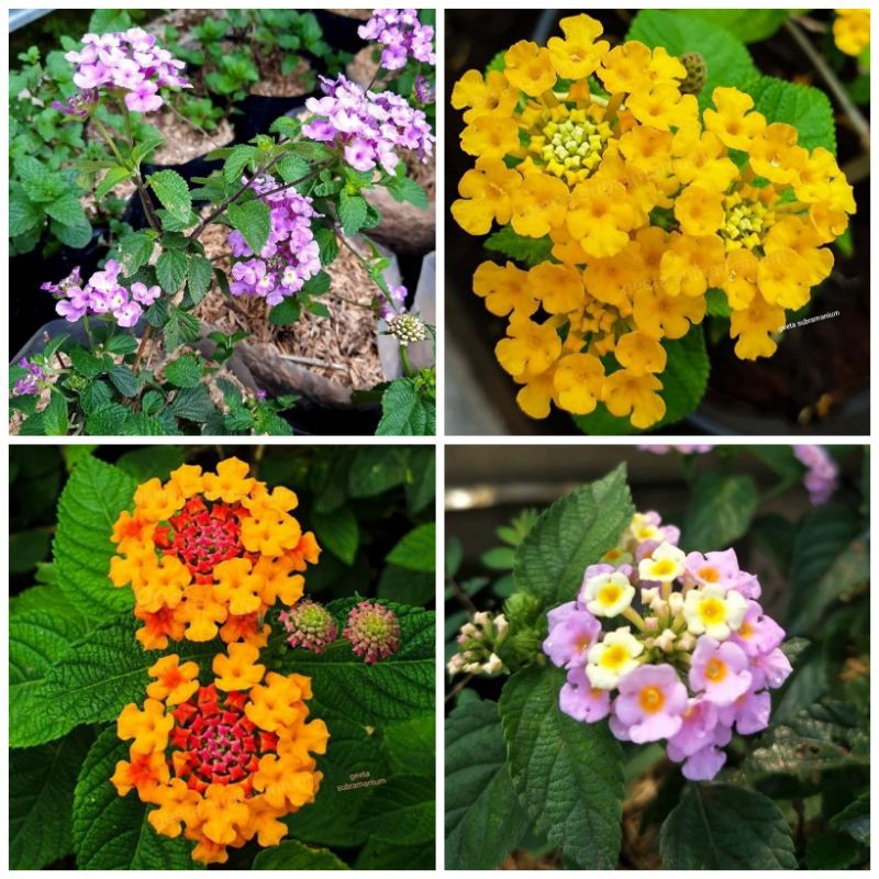 Paketan lantana (4 varian warna)