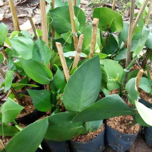 Tanaman hias dolar besar hiasan