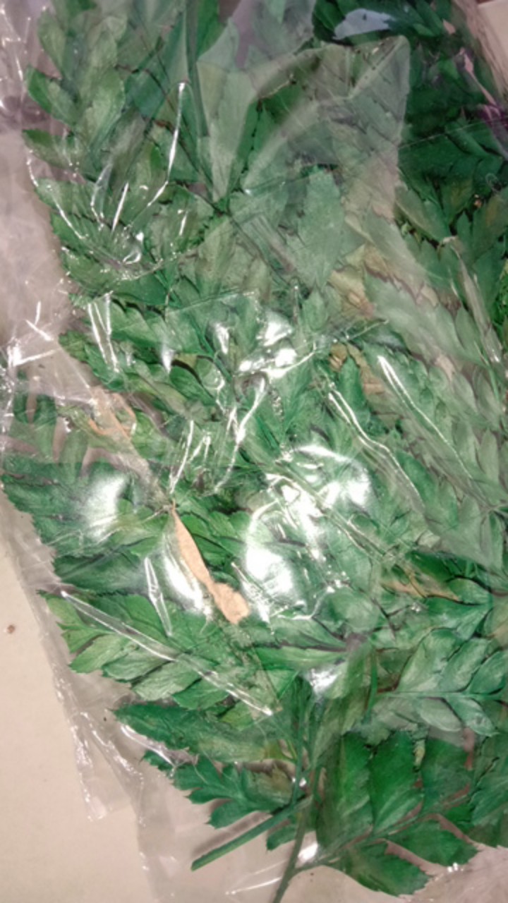 Daun Pakis Kering Warna Hijau