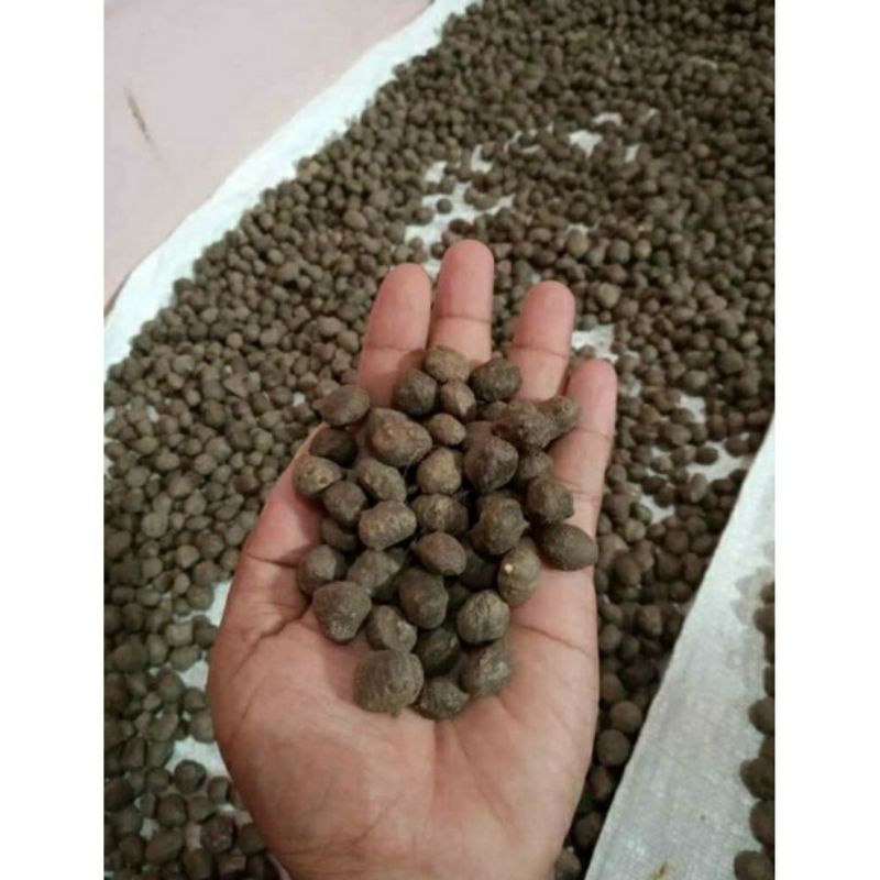 Katak Porang Murah Ecer, Asli Dorman Siap tanam