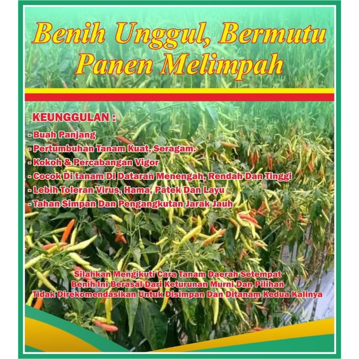 benih cabe jarum super beli 6 bonus 2