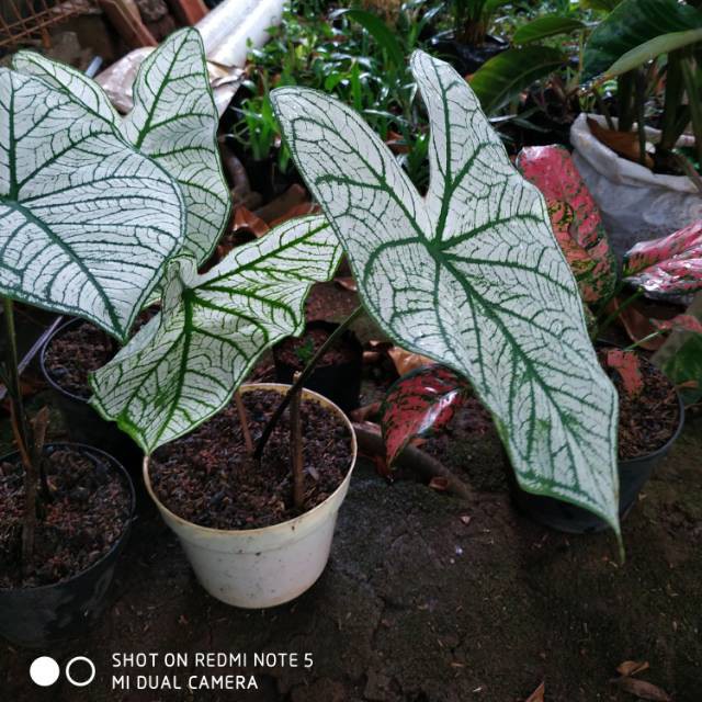 Tanaman hias - caladium white christmas (keladi putih)