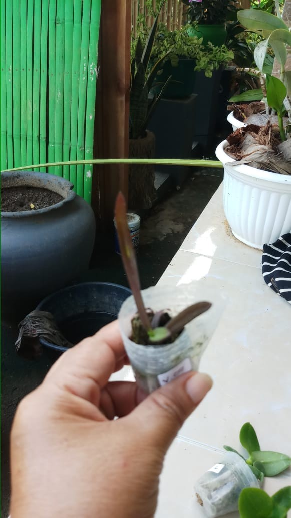 Anggrek Dendrobium Seedling Hybrid Thailand