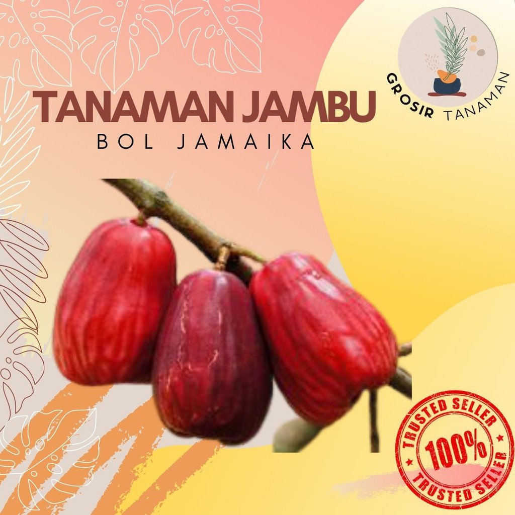 Tanaman Buah Jambu Bol Jamaika