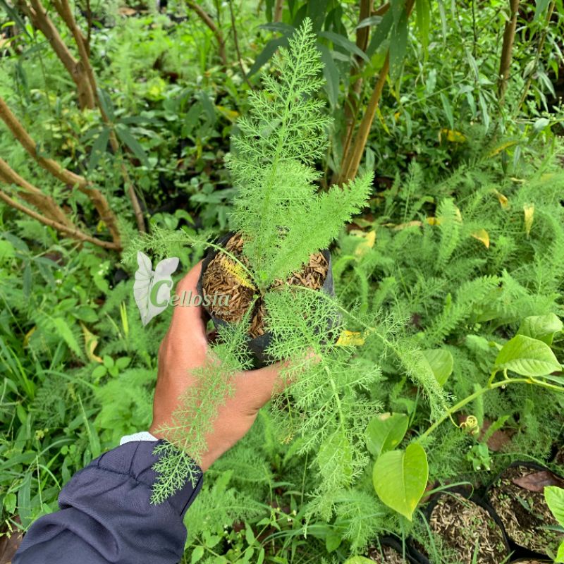 Jual Tanaman Herbal Daun Seribu (Yarrow) | Shopee Indonesia