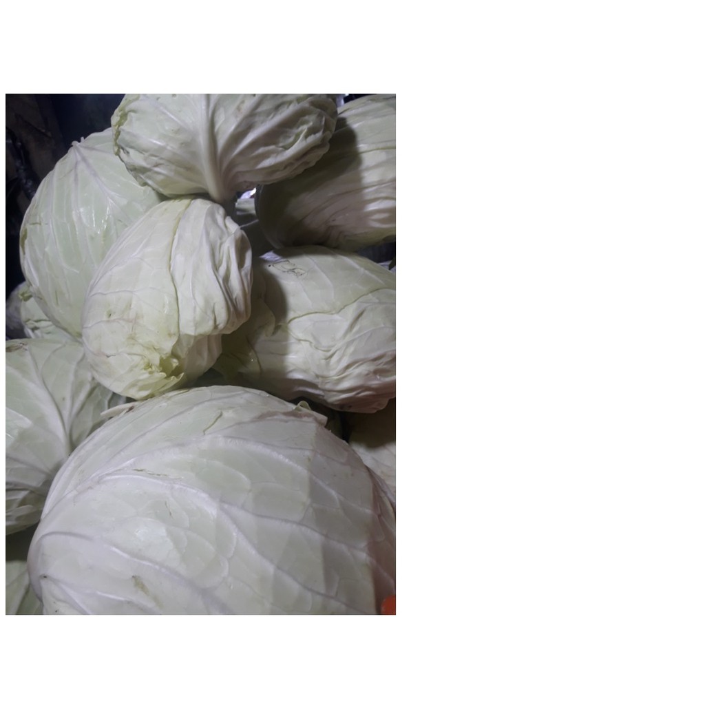 

Kol / Kubis / 250gr