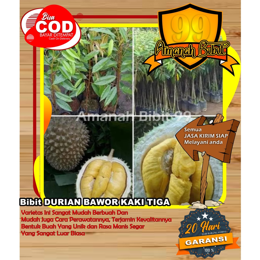 Bibit Durian Bawor Kaki 3 SUPER