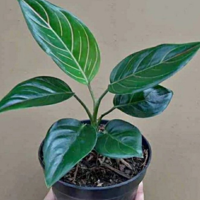 Tanaman Hias aglonema rotundum - rotundum aceh hijau .