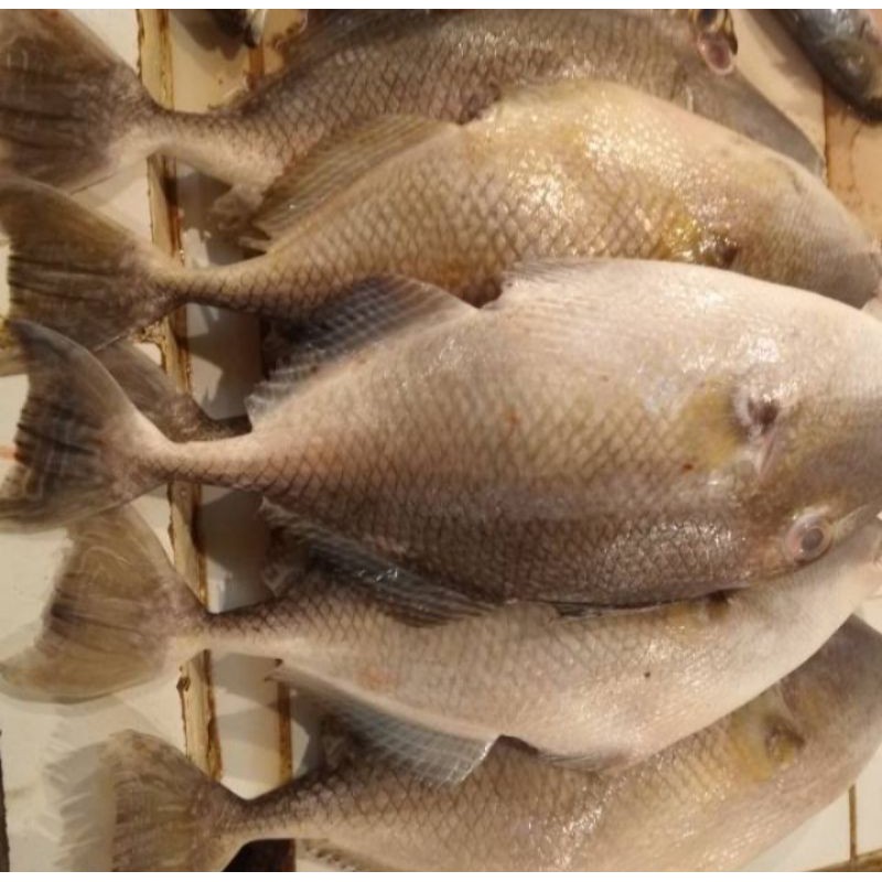 

jual ikan etong segar per 500 gram