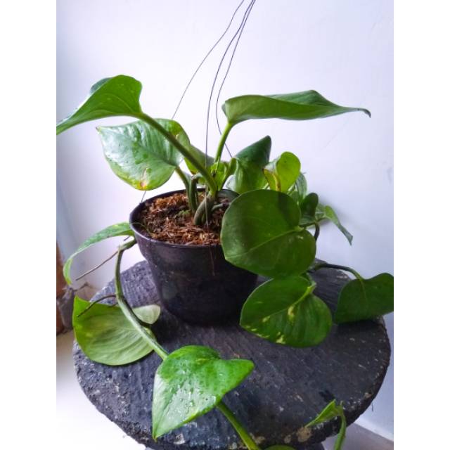 Tanaman sirih gading varigata kuning