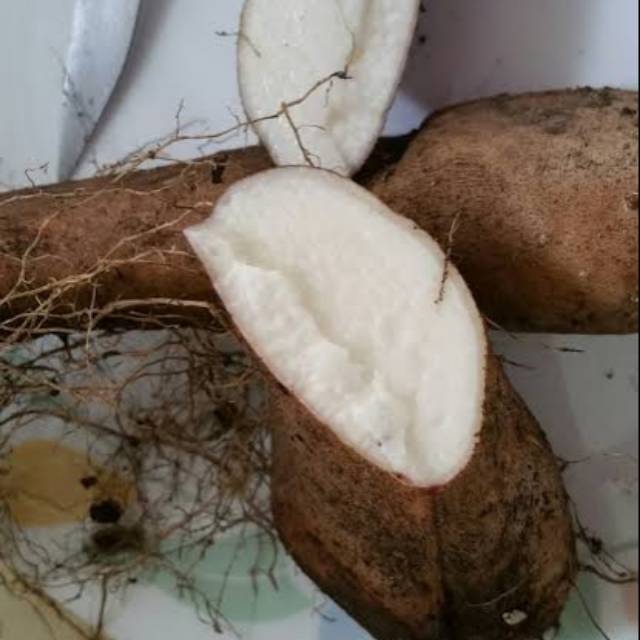 

Uwi / uwilus / Dioscorea alata 'putih'