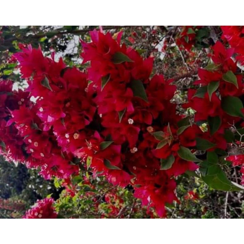 Bunga Bougenville ekor musang merah