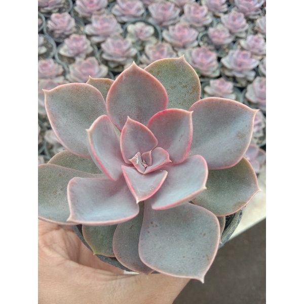 sukulen echeveria perle von nunrberg medium