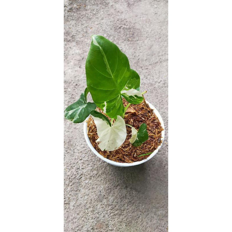 ALOCASIA SENTE VARIGATA