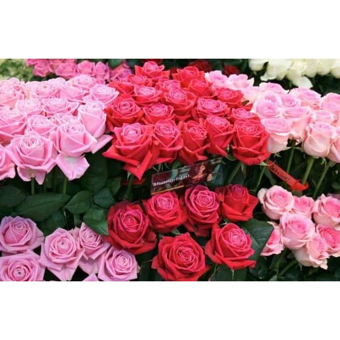 !@# BIBIT TANAMAN BUNGA POTONG MAWAR HOLAND XX!!