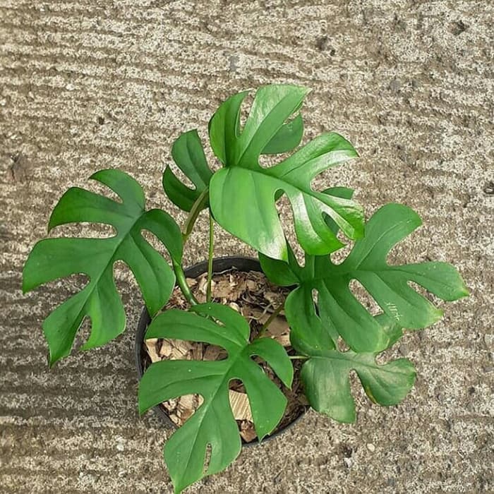 Tanaman Hias Monstera Mini Bibit Tanaman Hias Monstera Shopee Indonesia