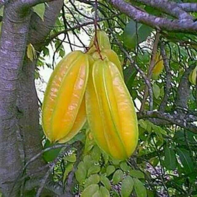 Belimbing madu