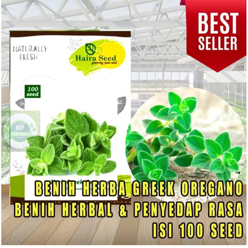 Benih Herb Greek Oregano