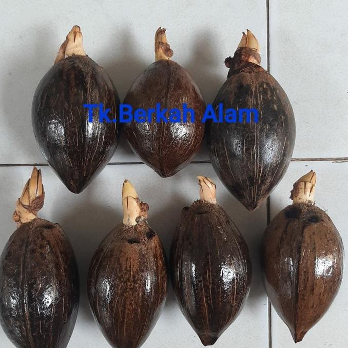 KHNZ02 BIBIT/BAHAN BONSAI KELAPA MINI/GADING