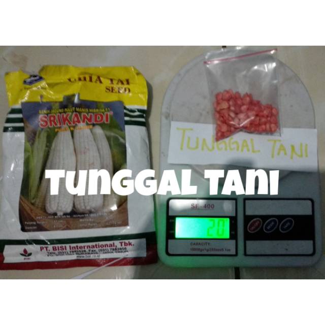 Jagung Pulut Manis SRIKANDI F1