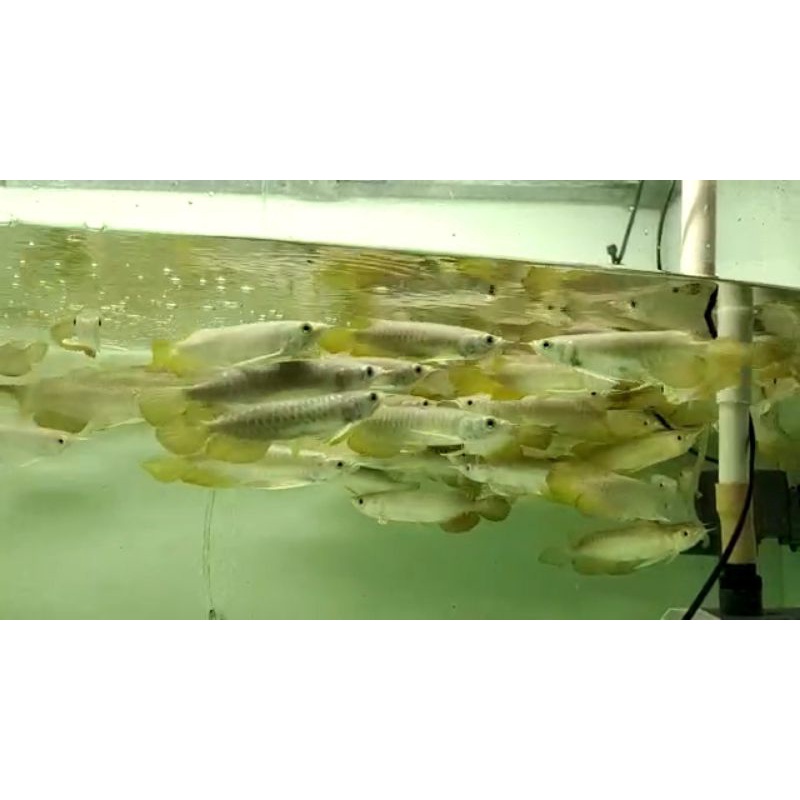 Hiasan Aquarium Arwana Golden Red Hb/RTG