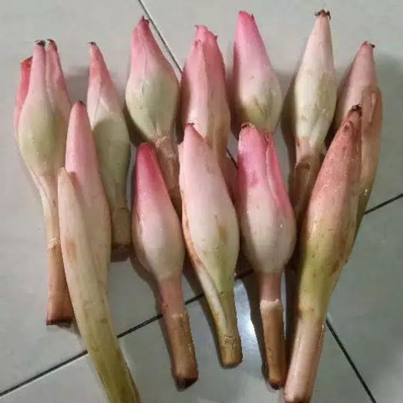

kecomrang/bunga honje(250gr)