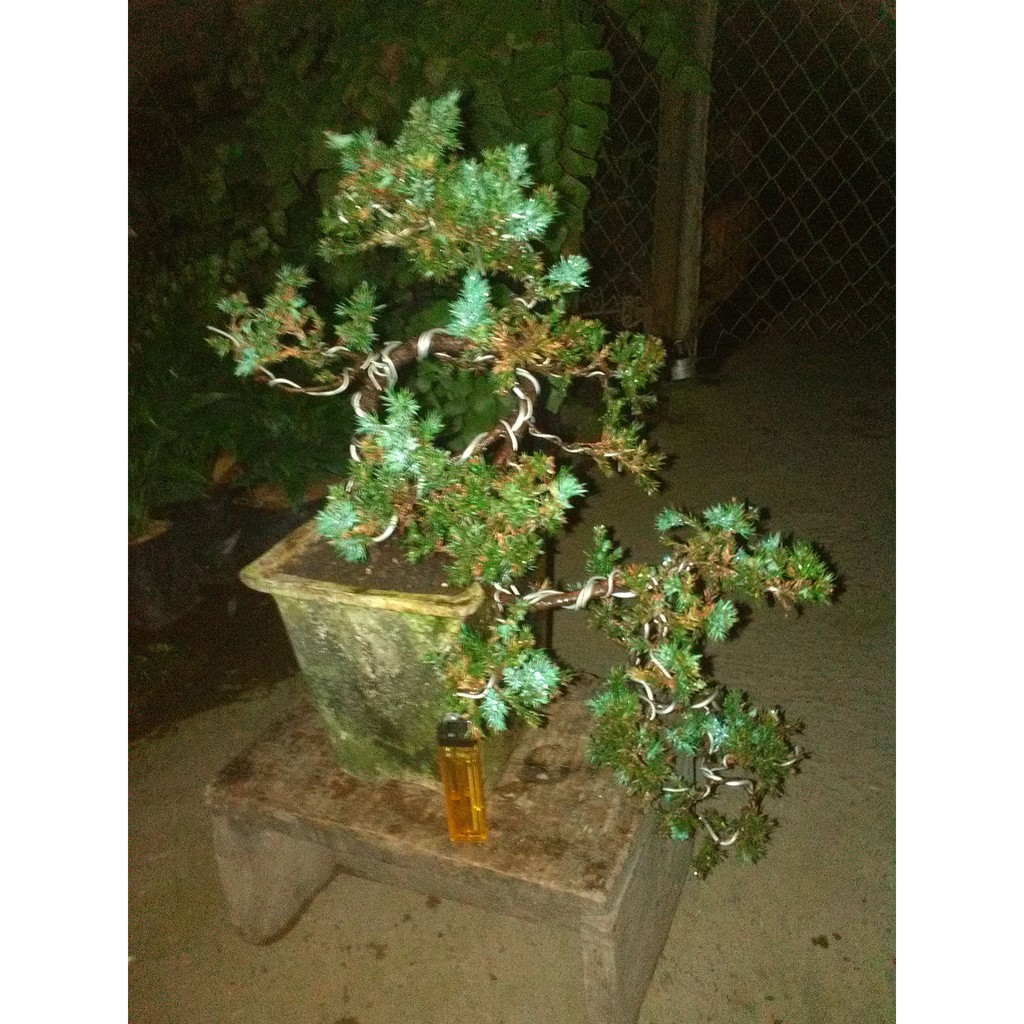 Bonsai Cemara Buaya Bahan 005 Terjual Shopee Indonesia