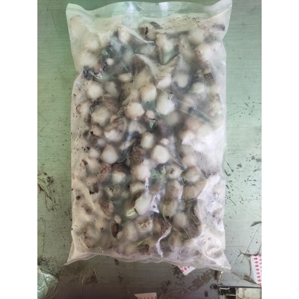 

Tako Leg Cut / Gurita Cut / Octopus Leg Matang (1 KG)