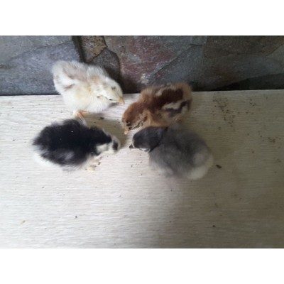Ayam Hias /anak Ayam Serama /kate Ceper/poland/batik Kanda/batik Itali/chocin
