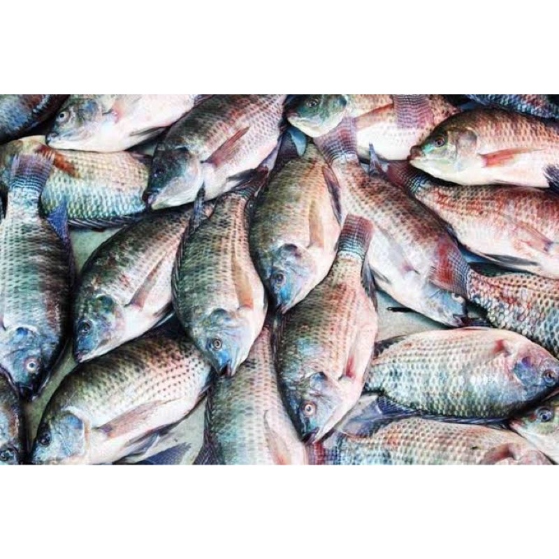 Ikan Nila / Mujaer Fresh 1 kg(ikan segar)